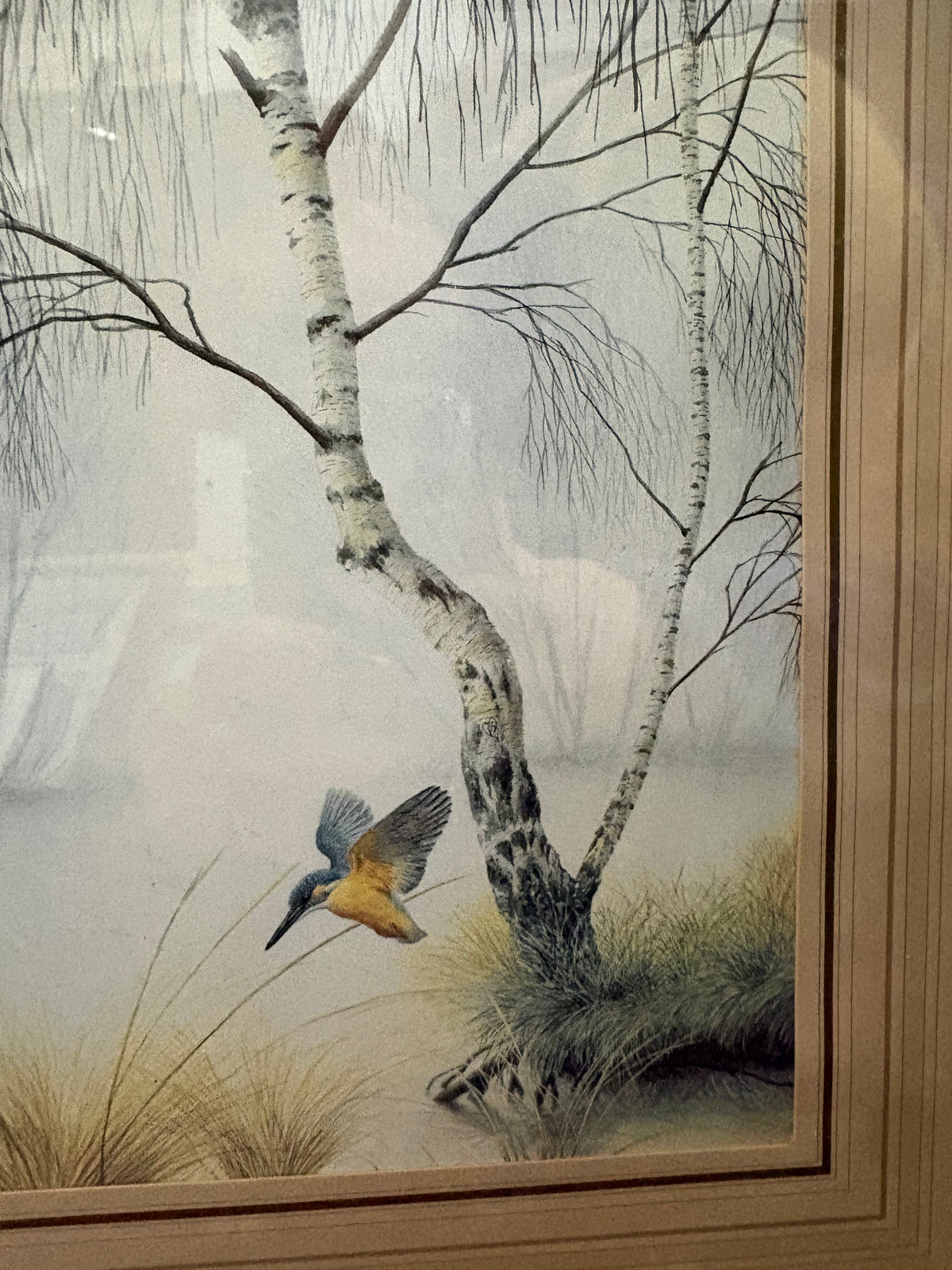 Close-up of a blue and orange kingfisher flying beside the birch trunk and grasses.